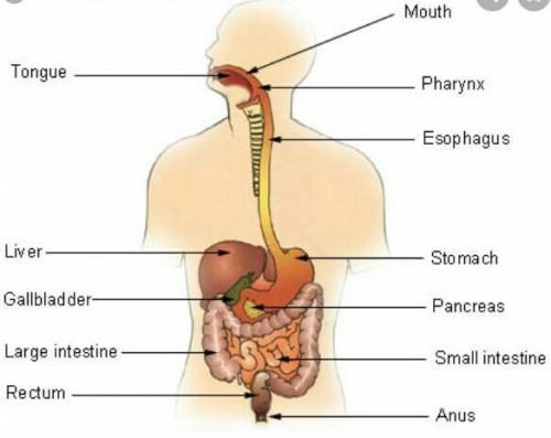 What structures are part of the digestive system ?