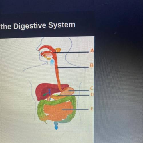 Anyone wanna help me with the structures of the digestive system ?