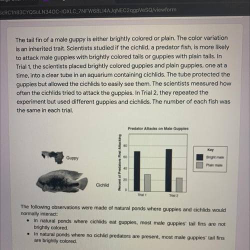 Using the evidence above a plain which color guppies would survive in each environment (prefator an