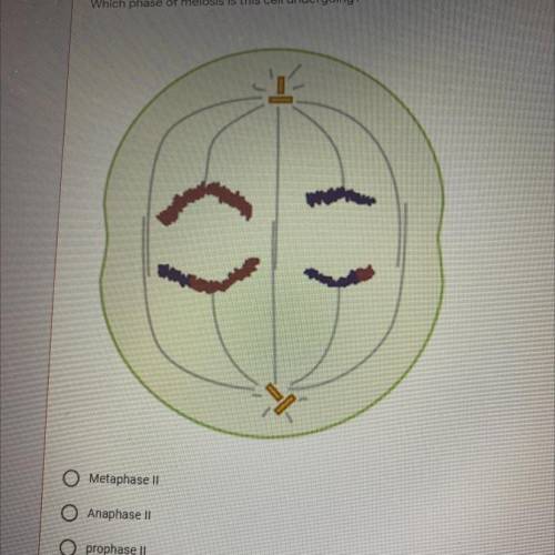 Which phase of meiosis is this cell undergoing?*

Metaphase II
Anaphase II
O prophase II
Telophase