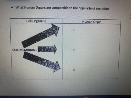What human organs are comparable to the organelle of excretion?