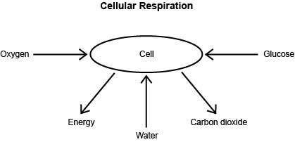 A student made the following diagram to represent cellular respiration.

Why is this diagram incor