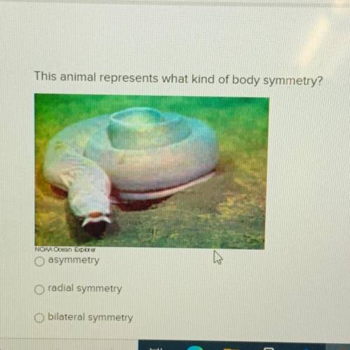 This animal represents what kind of body symmetry?

- asymmetry
- radial symmetry
- bilateral symm