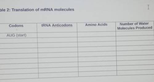 Table 2: Translation of mRNA molecules Codons tRNA Anticodons Amino Acids Number of Water Molecules