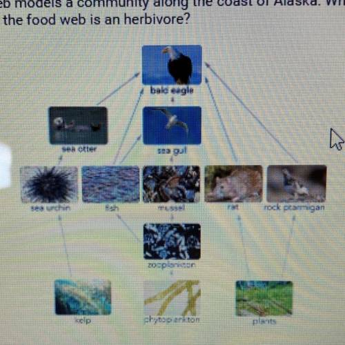 The food web models a community along the coast of Alaska. Which

organism in the food web is an h