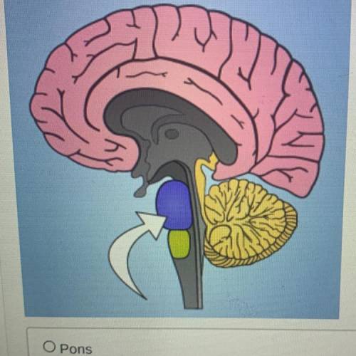 Which part of the brain is indicated by the arrow below?

Pons
Cerebellum
Cerebrum
Medulla oblonga