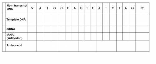 Complete the following table using the genetic code: