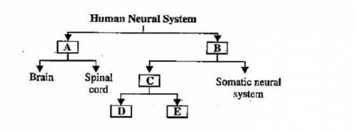 Complete the flow chart of the nervous system below​