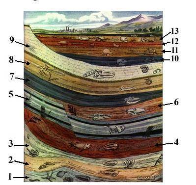 Fossils of a species of bird are found in layer 3. Which layer is most likely to have organisms tha