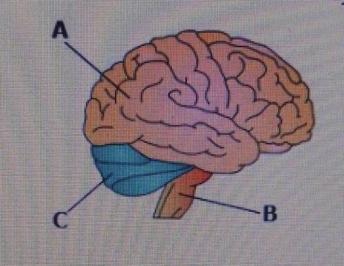 In the diagram below, which part of the human brain coordinates balance, movement, and other muscle