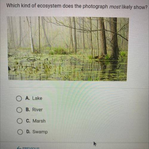 Which kind of ecosystem does the photograph most likely show?