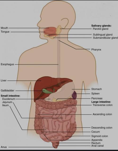 Describe the digestive system in human body!​