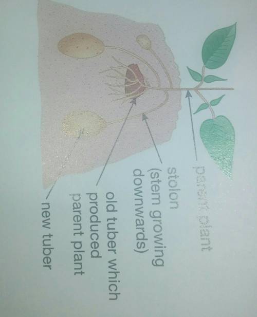 A diagram shows a potato producing new tubers. Buds on the parent plant grow into stems that grow d