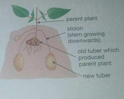 Even though the tubers are genetically identical why the plants that grow from them may not be the