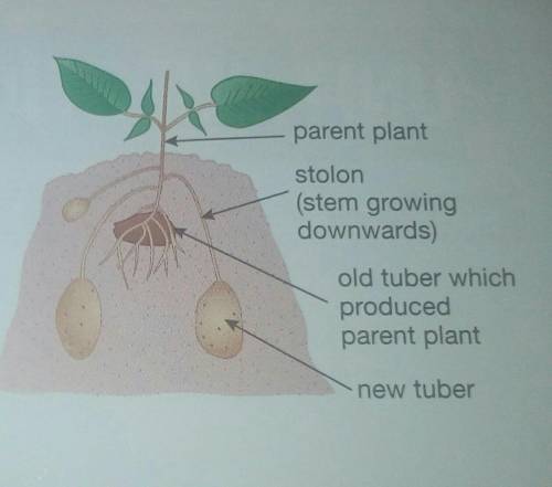 A diagram shows a potato producing new tubers. Buds on the parent plant grow into stems that grow d
