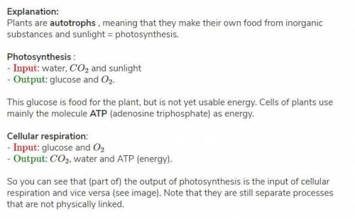How does this show the relationship between photosynthesis and cellular respiration​