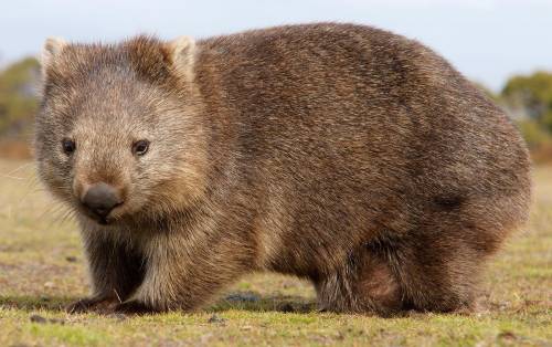 What does the wombat look like?
