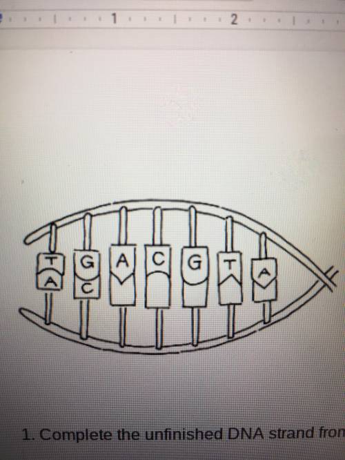 Can someone help me complete the unfinished DNA strands please?