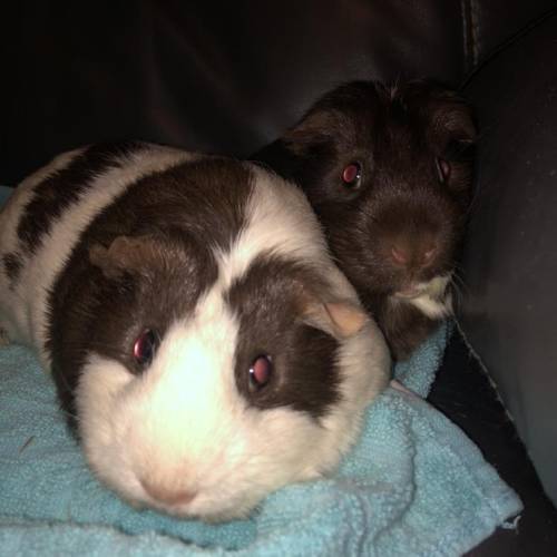 Does anybody have any name suggestions for my 2 guinea pigs?? Girls.
