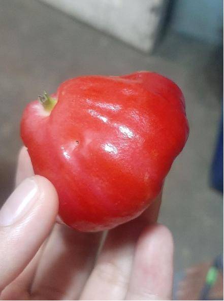 Can someone tell me what fruit is this