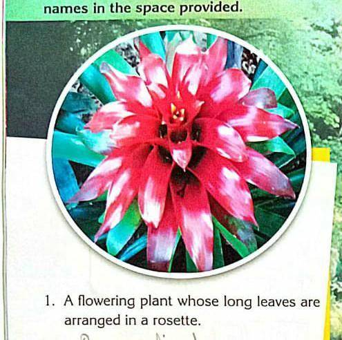 The full name of Mickal Jackson was??Name the flower..​