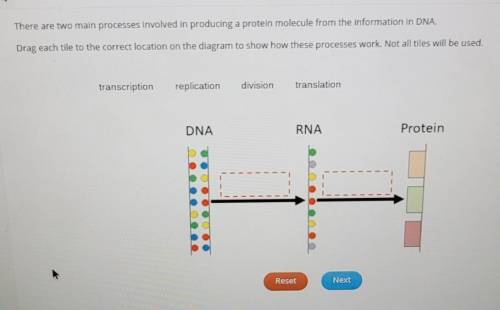 There are two main process involved in producing a protein molecule from the information in DNA.