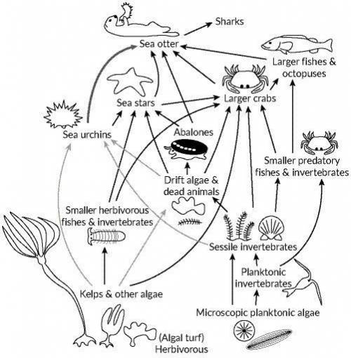 The following illustration shows a food web for a kelp forest off of the coast of California. What