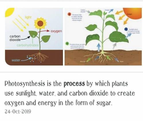 What is photosynthesis ???bas biee​