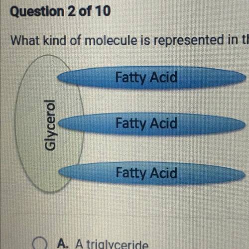 What kind of molecule is represented in the diagram?