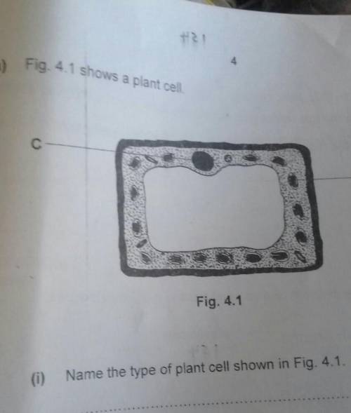 4.1 shows a plant cell. g For Examiner's Use n. C D Fig. 4.1 (i) Name the type of plant cell shown
