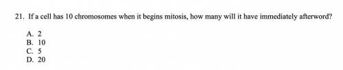 If a cell has 10 chromosomes when it begins mitosis, how many will it have immediately afterword?