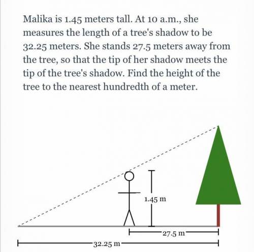 Malika is 1.45 meters tall. At 10 a.m., she measures the length of a tree's shadow to be 32.25 mete