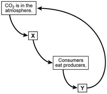 Rosa drew a flow chart of the carbon cycle.

GIVING 100 POINTS FOR ANSWER AND BRAINLEIST!
Which la
