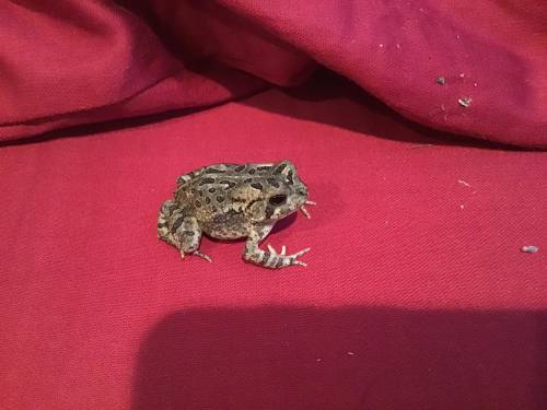 What kind of frog\toad is this? 
Giving brainliest to the first one who knows