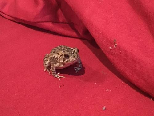 What kind of frog\toad is this? 
Giving brainliest to the first one who knows