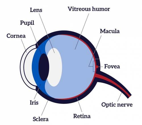 What is the feature of the eye and it's parts​
