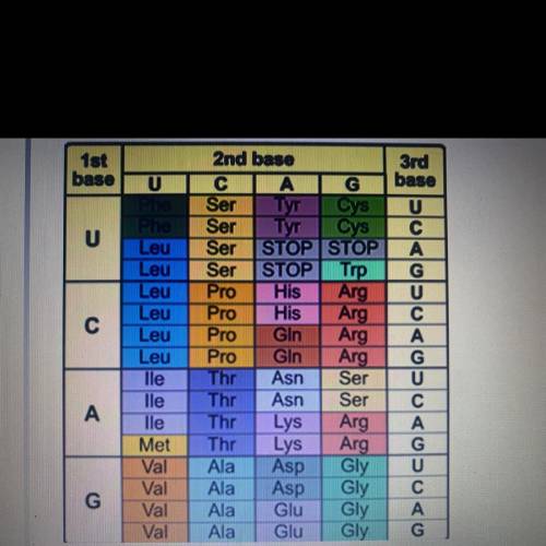 Use your knowledge of Protein Synthesis and the provided chart, to identify the

correct Amino Aci