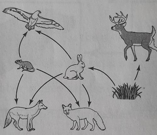 PLEASE HELPPPPPP The diagram below shows an example of a food web. What traits do the prey a