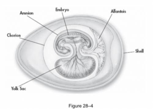 How does the shell of the amniotic egg in Figure 28–4 resemble a respiratory membrane? How does it