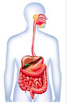 Which digestive organ is paired incorrectly with its function?
