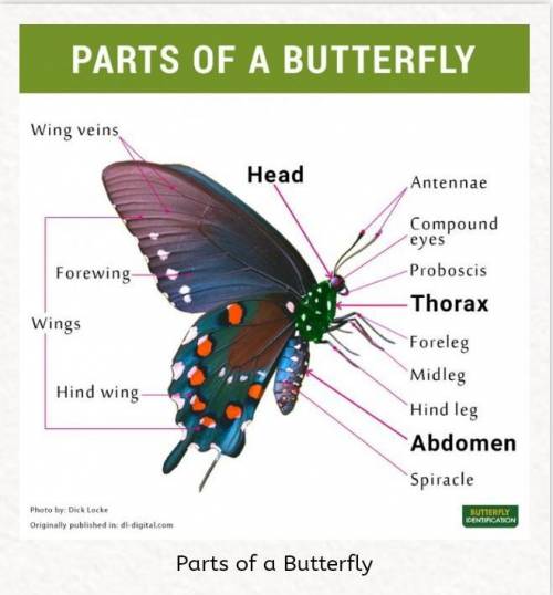 What are different parts of butterfly​