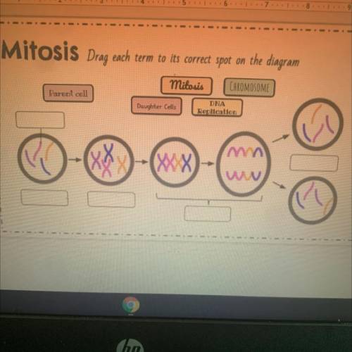 Mitosis Drag each term to its correct spot on the diagram

Mitosis
CHROMOSOME
Parent cell
Daughter