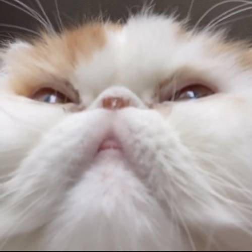 Famous cat on tiktok. whats his name?