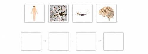 Drag each tile to the correct box.

Place the images of parts of the human nervous system in order