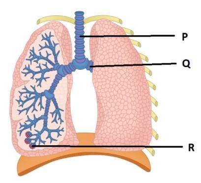 Following image shows the parts of the Respiratory System. Observe the image attachtched and answer
