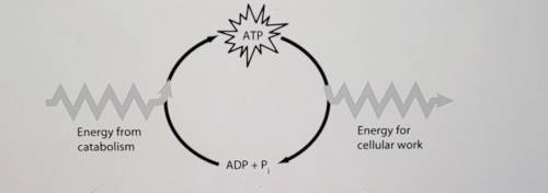 How do cells use the ATP cycle shown in the figure above?

Cells use the cycle to recycle energy r