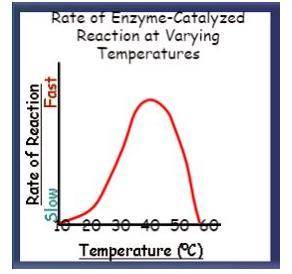 What is the OPTIMAL temperature for the enzyme shown below?

A) 20 degrees Celsius
B) 40 degrees C