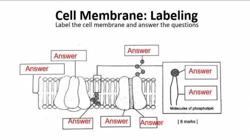 Please help me label this cell membrane