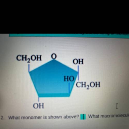 What monomer is shown above?
What macromolecule is it a monomer for?