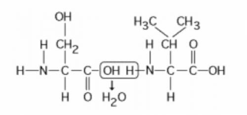 What will be the resulting product(s) of the following condensation synthesis reaction?

A) Water